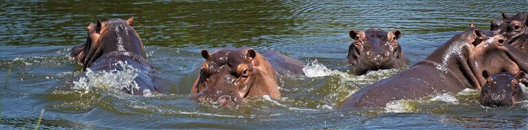 Safari im Krügerpark