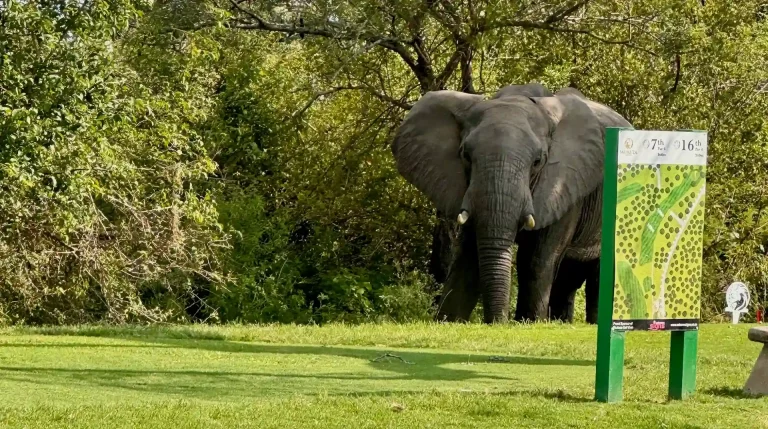 Safari im Krügerpark