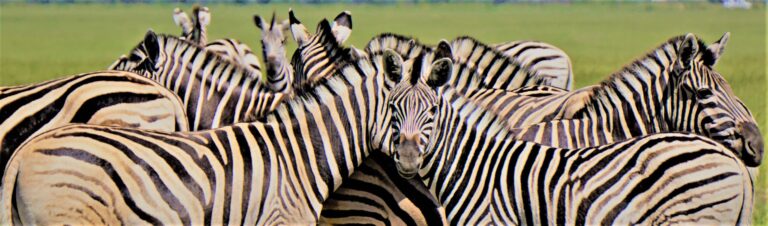 Minisafari im Botlierskop Game Reserve