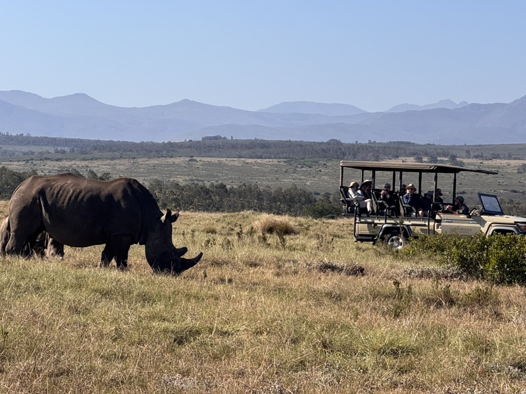 Botlierskop: Nashorn auf der Pirschfahrt