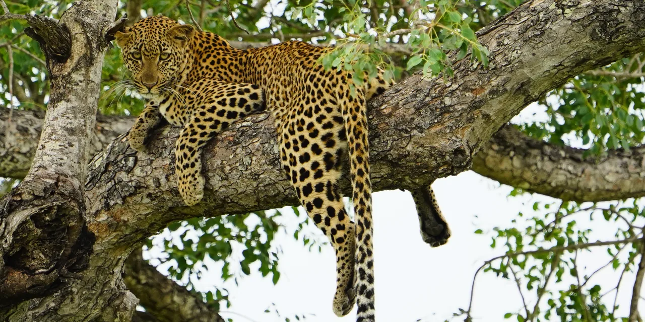 Ein Leopard ruht auf einem Ast
