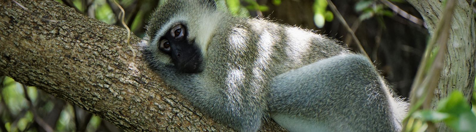 Eine Grüne Meerkatze ruht auf einem Ast