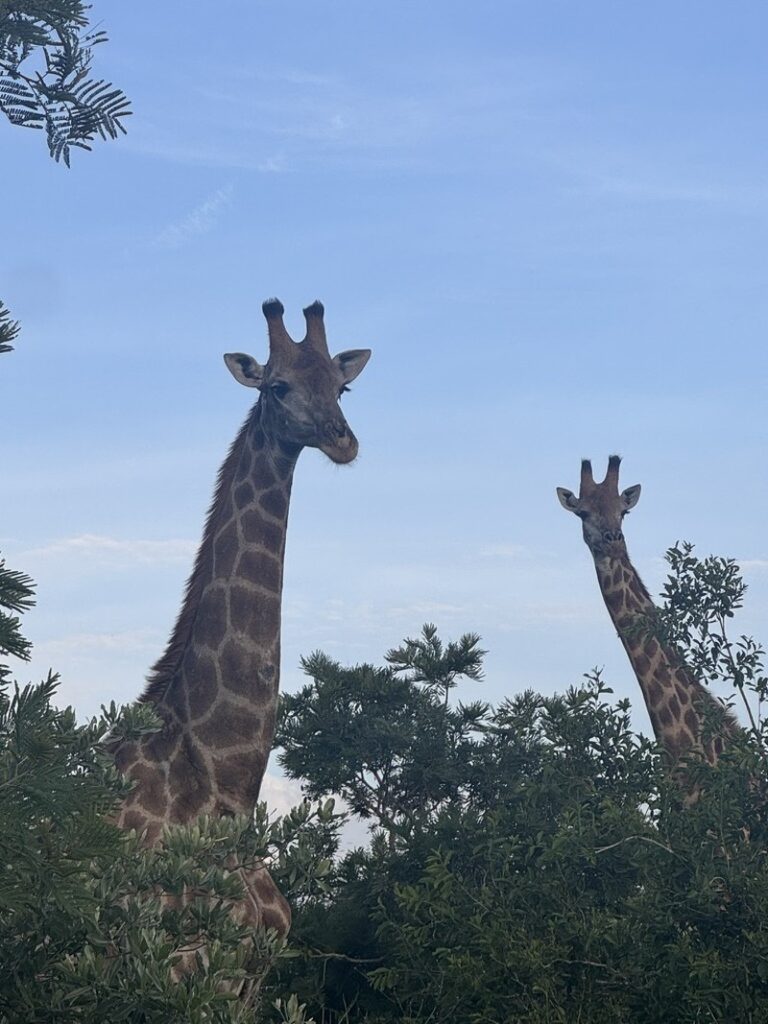 Krügerpark: zwei Giraffen
