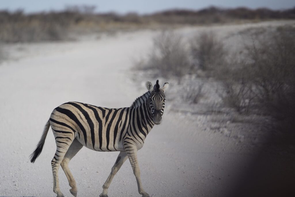 Zebras im Staub der Etoscha-Pfanne