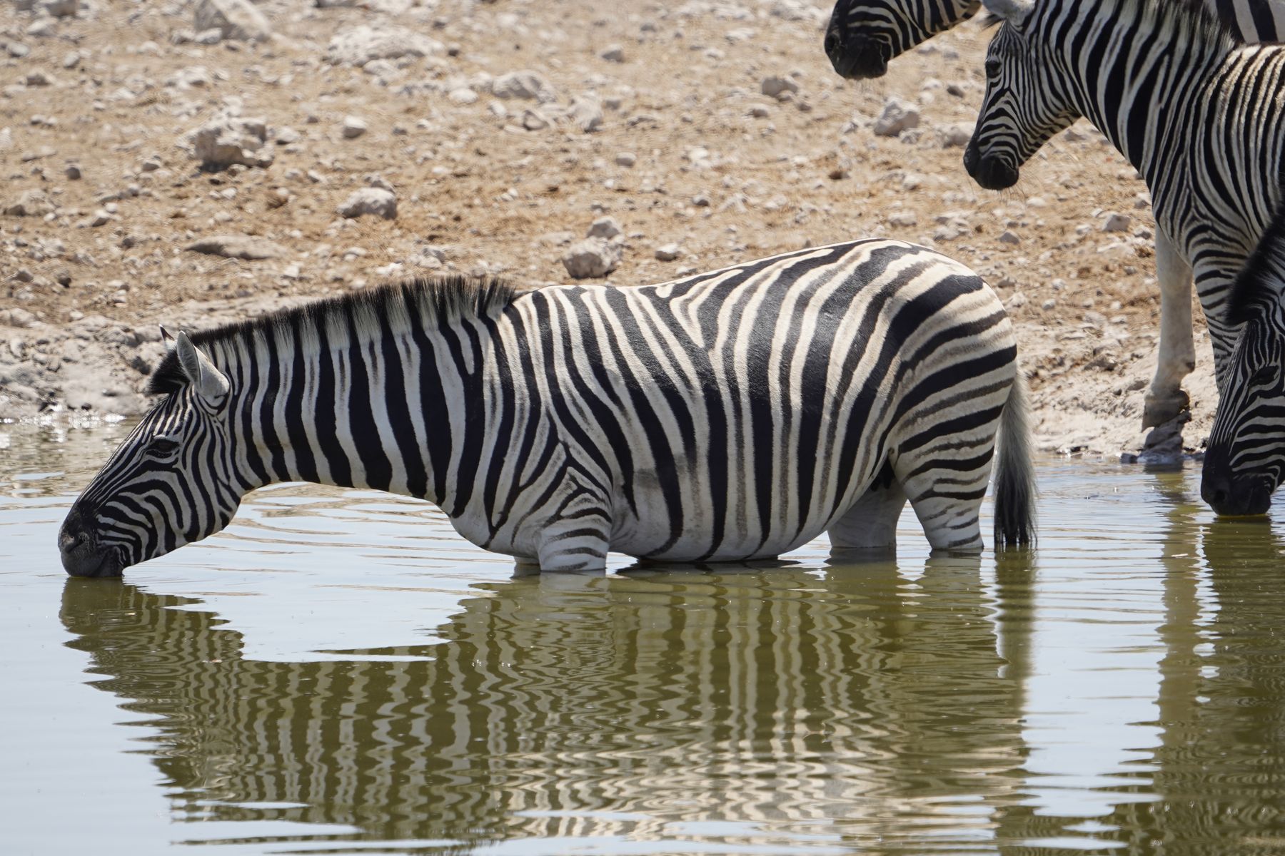 Zebras trinken an der Wasserstelle, Etoscha