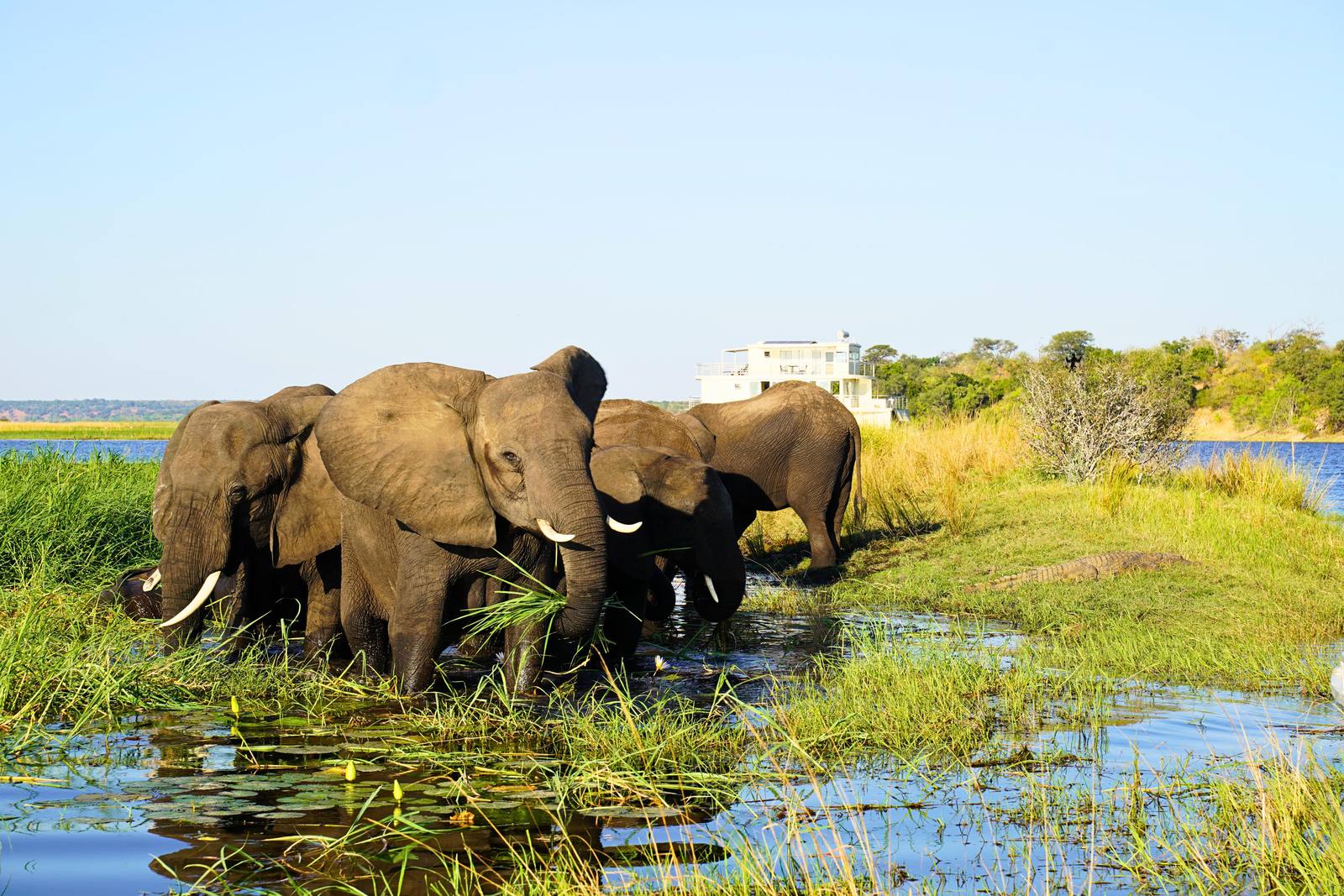 Botswana pur 2028 — Chobe, Salzpfannen und Okavango-Delta