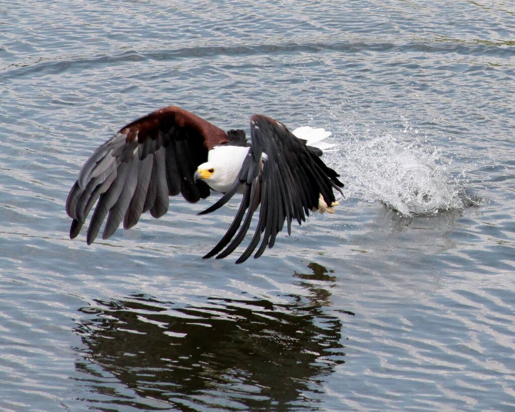 Schreiseeadler auf einem Ast am Chobe
