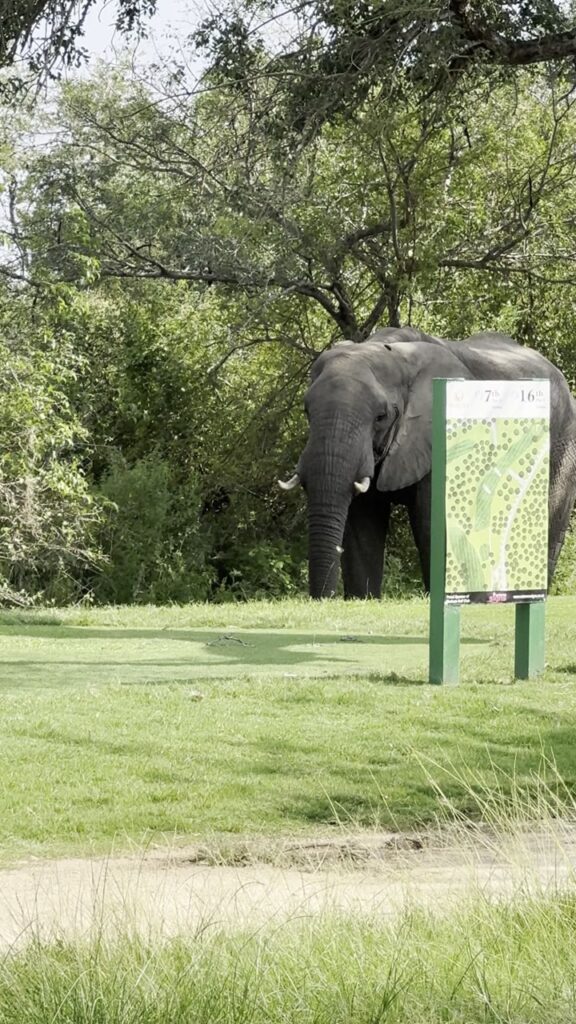 Elefant am Abschlag im Skukuza Golf Club, Krügerpark